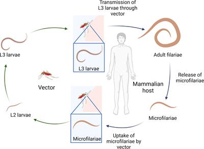 Eosinophils in filarial infections: Inducers of protection or pathology?